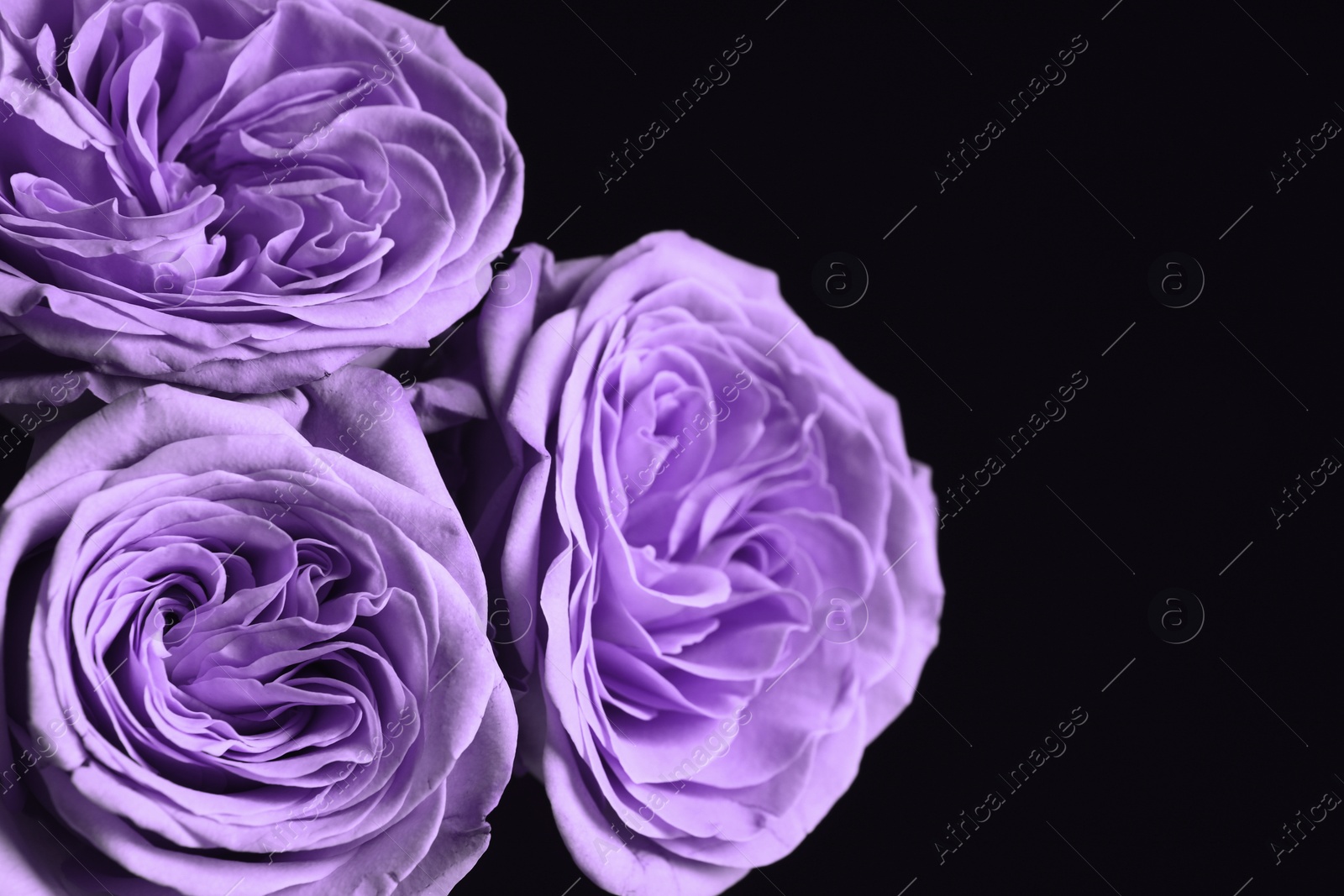 Image of Violet flowers on black background, closeup. Funeral attributes