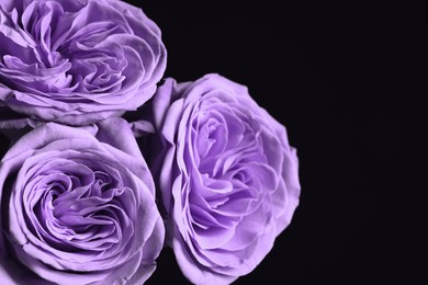 Image of Violet flowers on black background, closeup. Funeral attributes