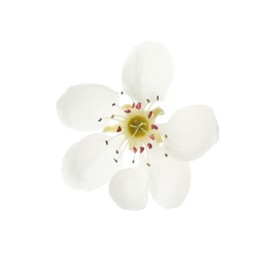 Beautiful flower of blossoming pear tree on white background