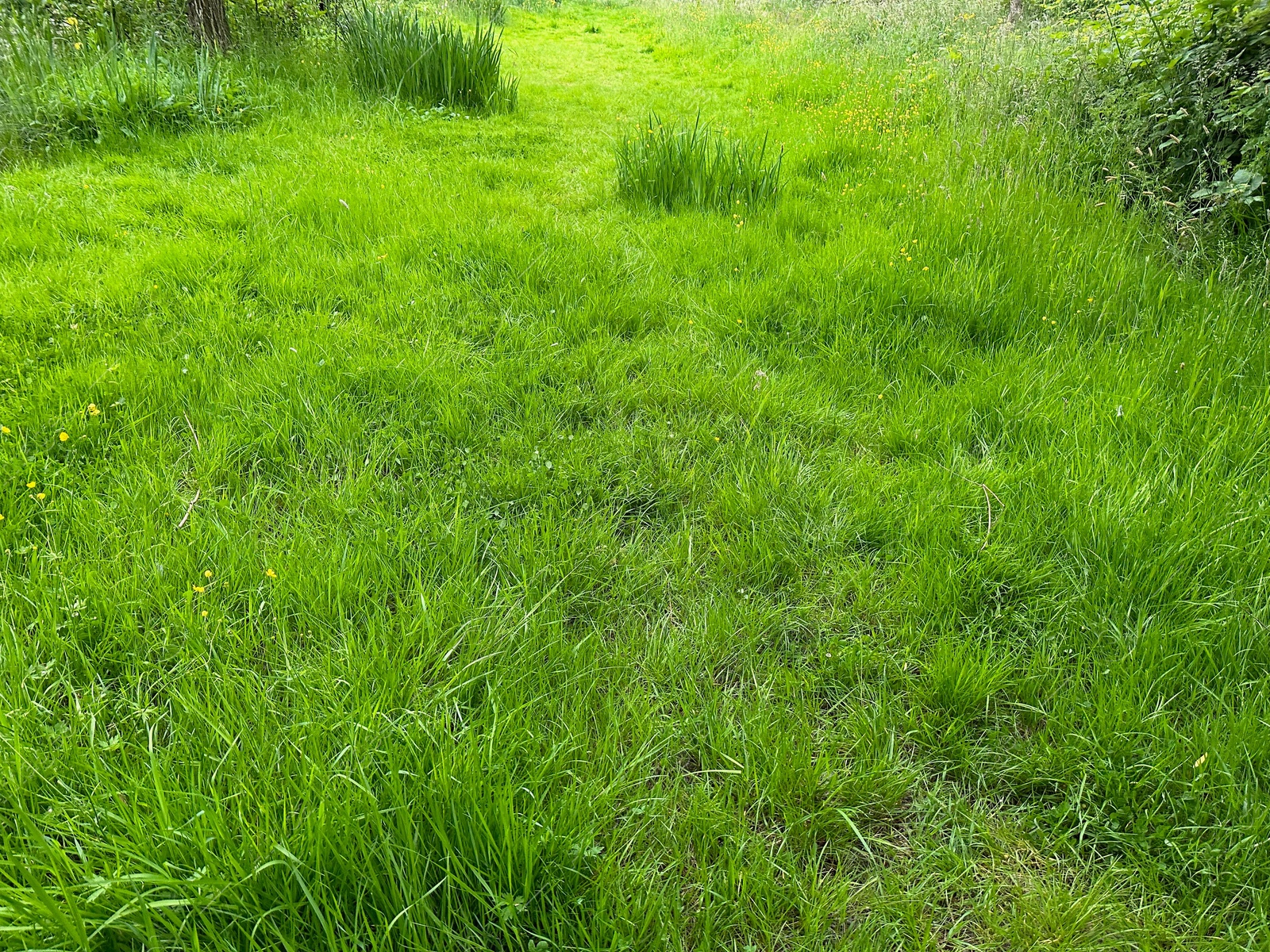 Photo of Fresh green grass growing outdoors on spring day