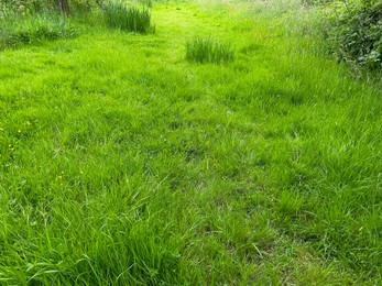 Fresh green grass growing outdoors on spring day