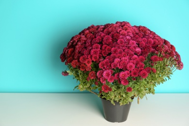 Beautiful potted chrysanthemum flowers on table against color background. Space for text