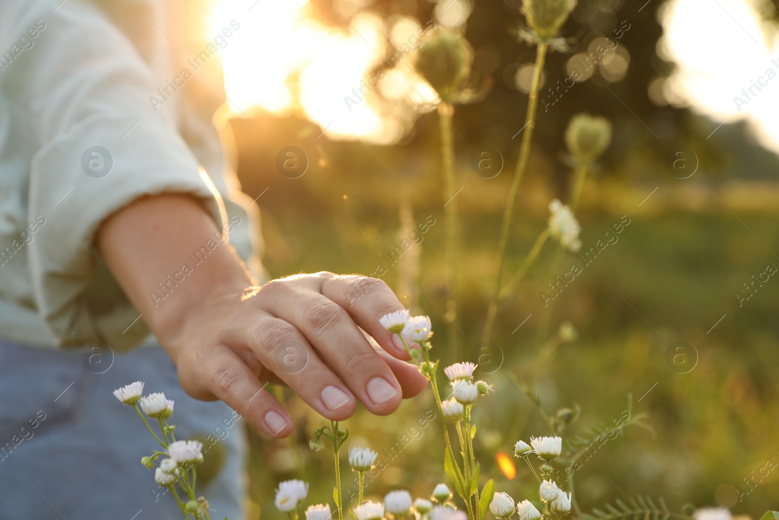 Photo of Woman walking through meadow and touching beautiful white flowers at sunset, closeup. Space for text