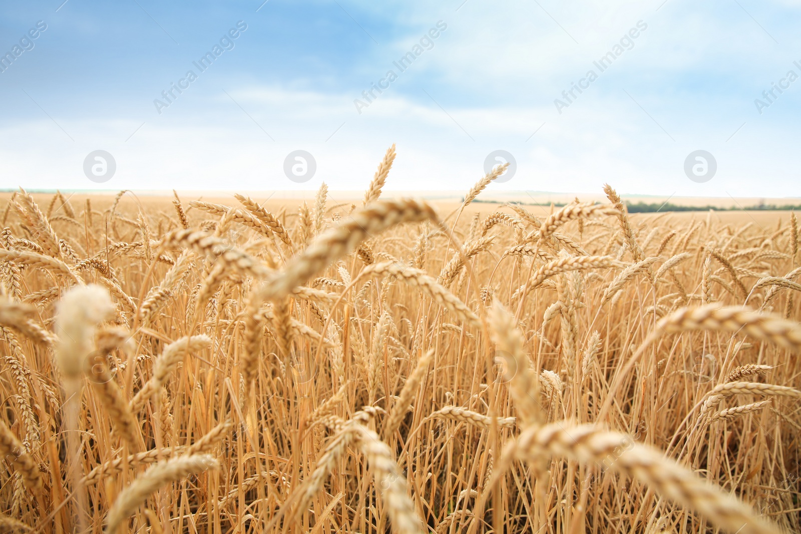 Photo of Wheat grain field on sunny day. Cereal farming