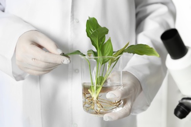 Photo of Lab assistant holding beaker with plant, closeup. Biological chemistry