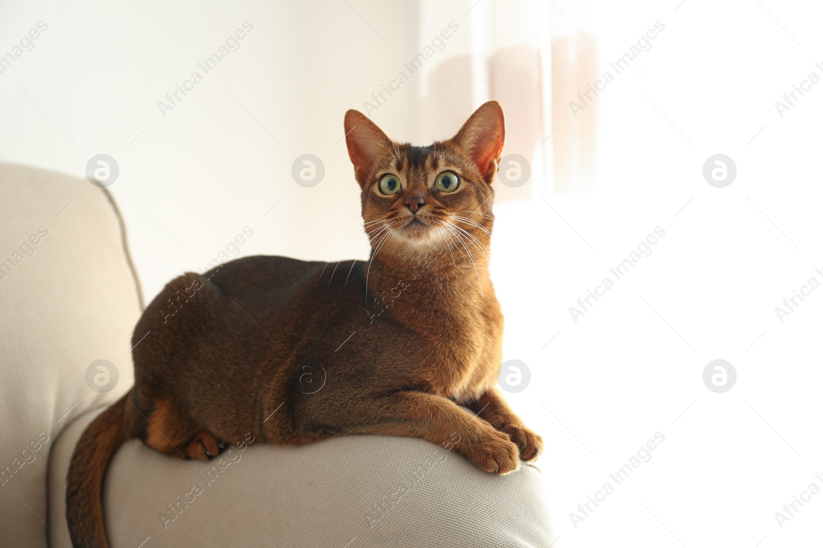 Photo of Beautiful Abyssinian cat on sofa at home. Lovely pet