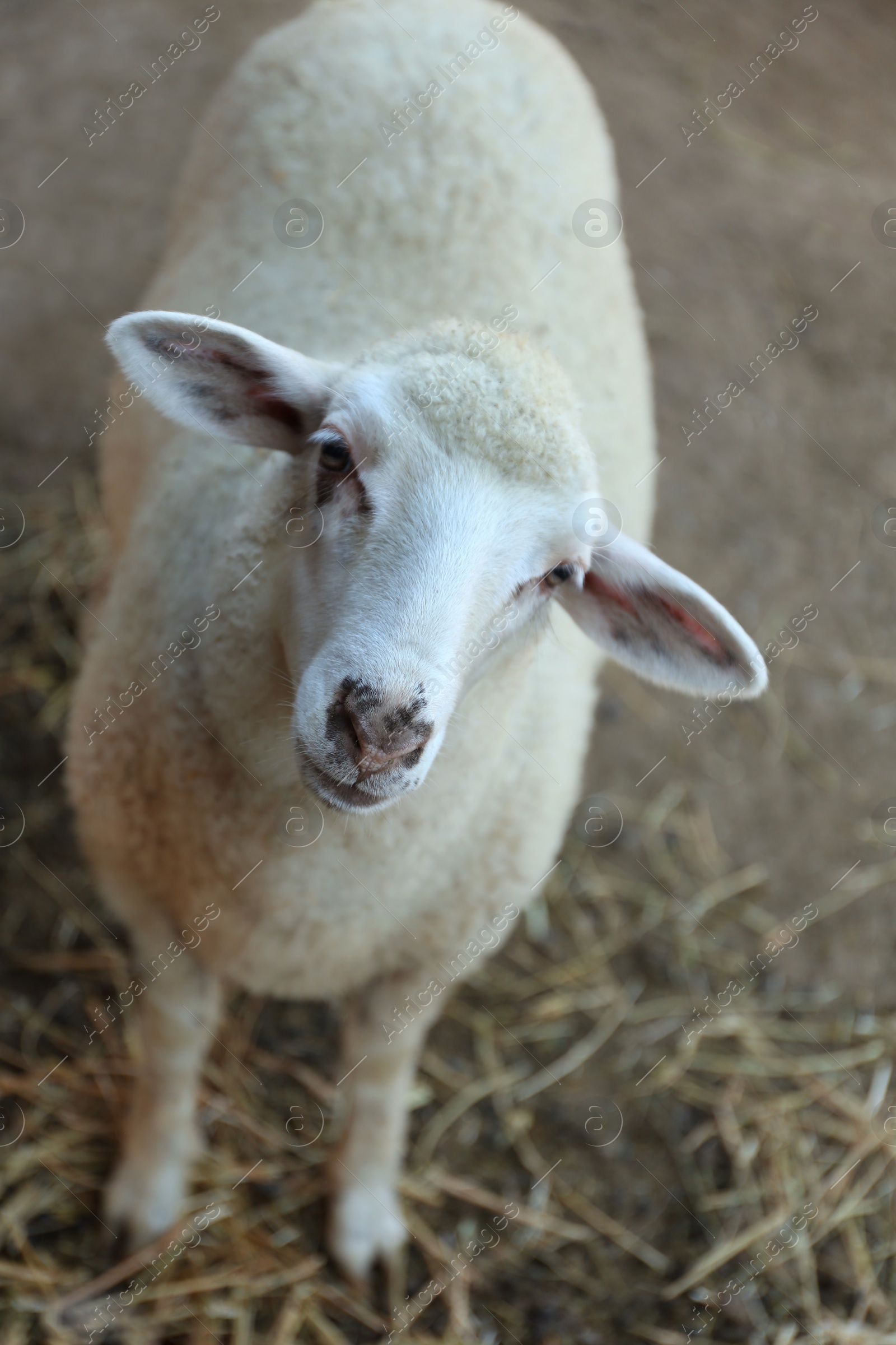 Photo of Cute funny sheep on farm. Animal husbandry