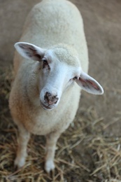 Cute funny sheep on farm. Animal husbandry