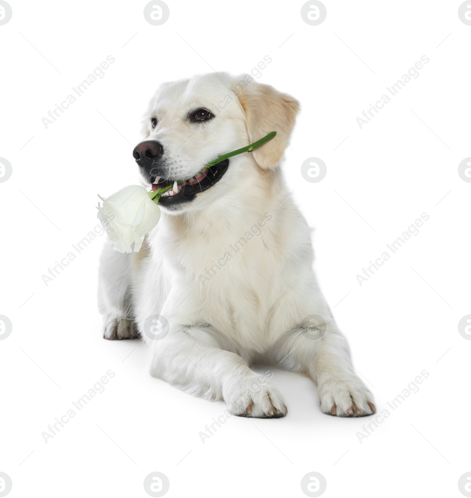 Photo of Cute Labrador Retriever with beautiful rose flower on white background