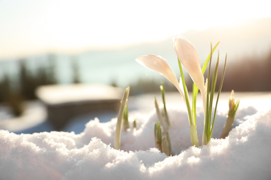 Photo of Beautiful crocuses growing through snow. First spring flowers