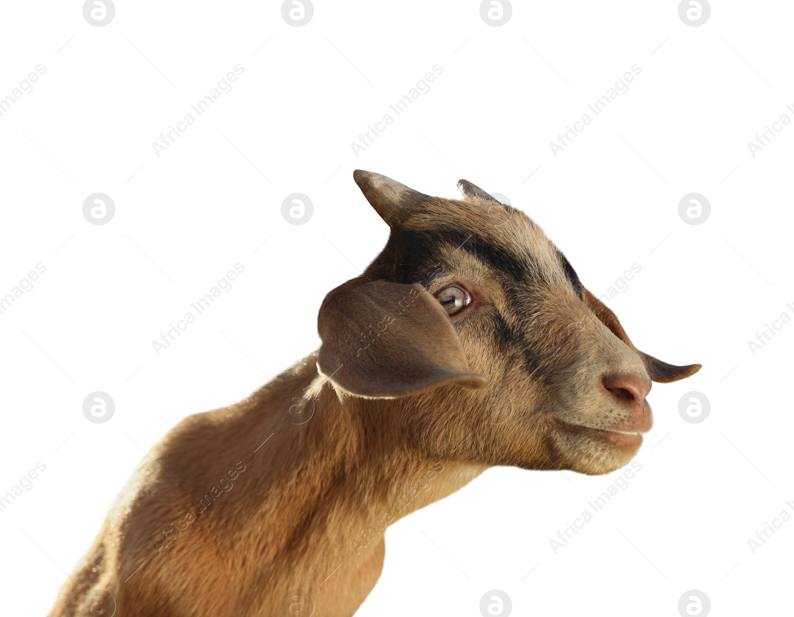 Image of Cute goat isolated on white. Farm animal