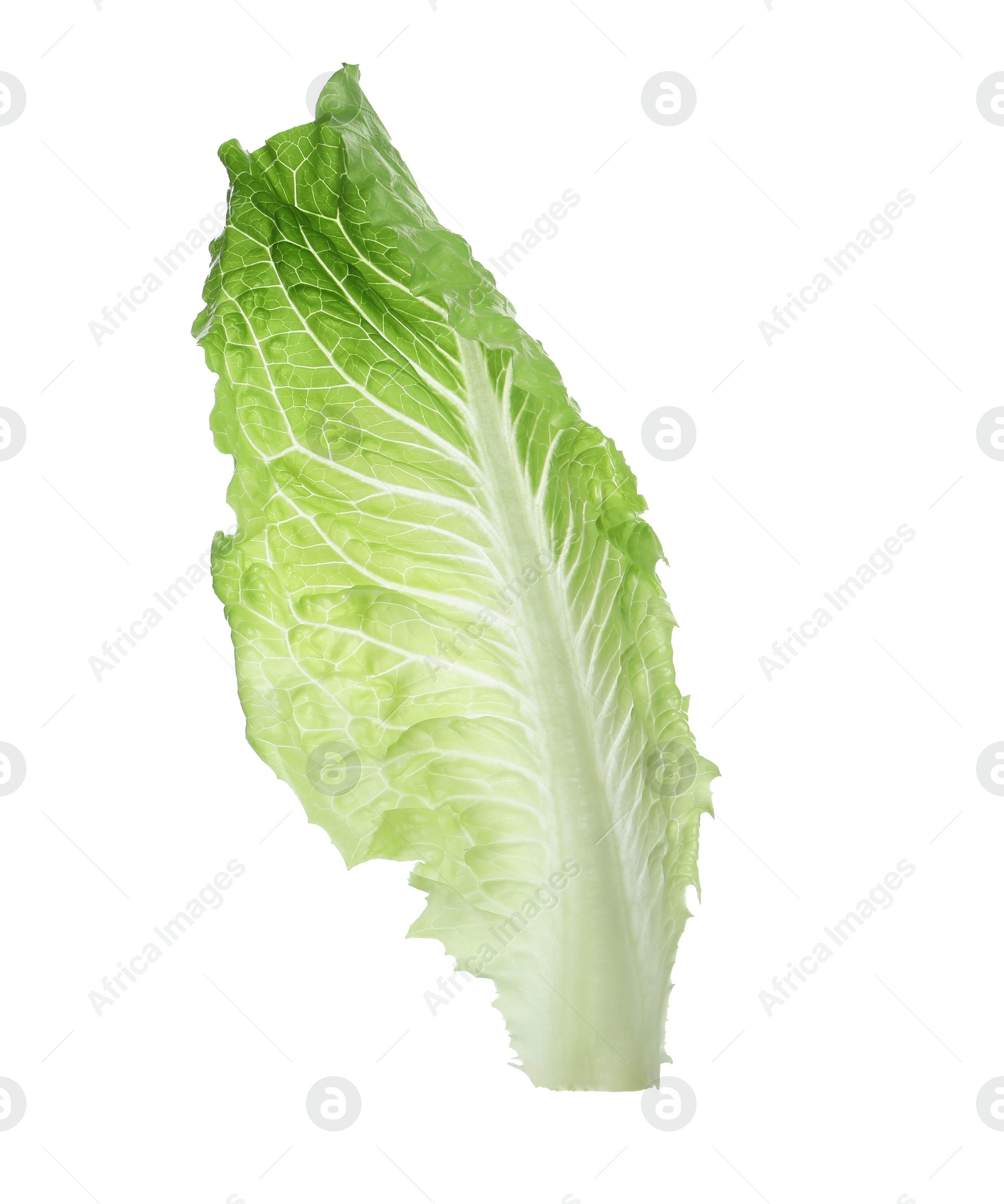 Photo of Fresh leaf of green romaine lettuce isolated on white