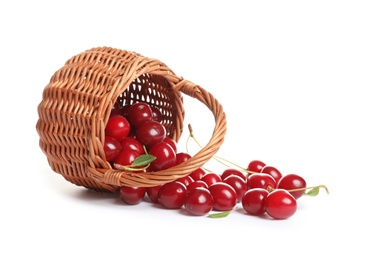 Wicker basket of delicious ripe sweet cherries on white background