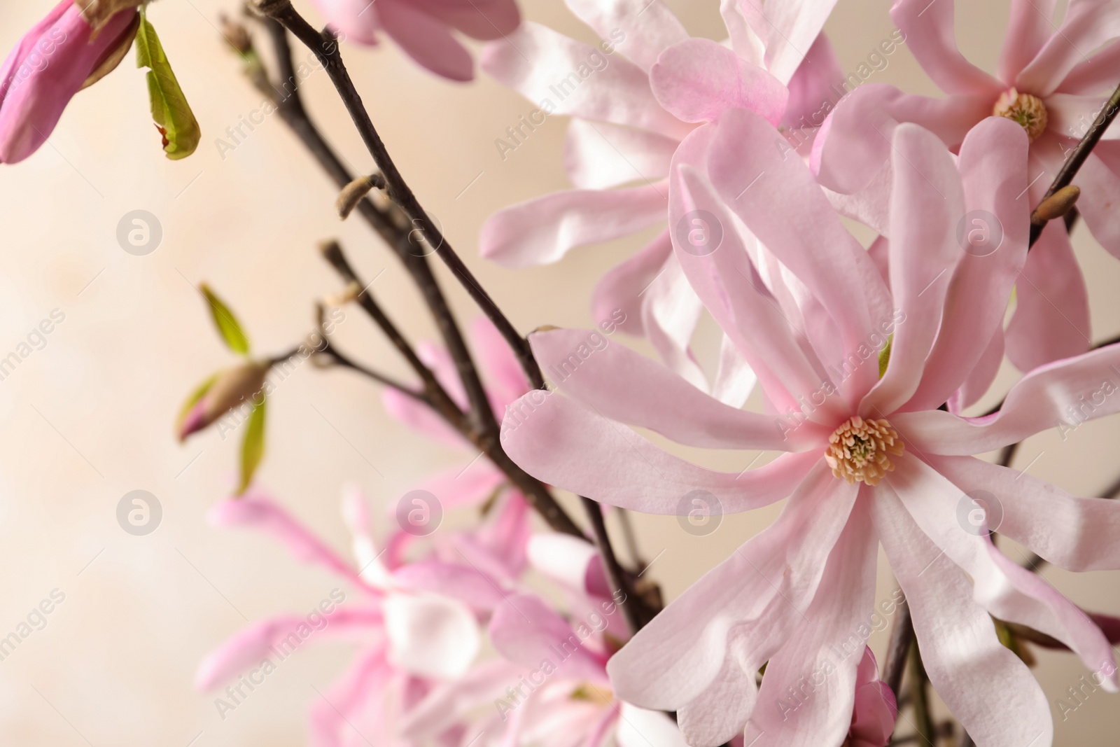 Photo of Magnolia tree branches with beautiful flowers on beige background, closeup