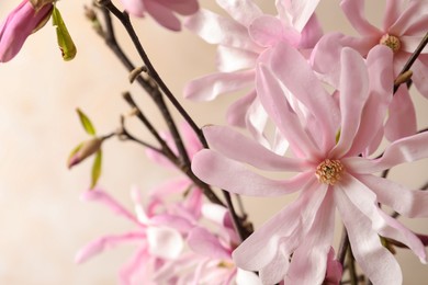 Magnolia tree branches with beautiful flowers on beige background, closeup