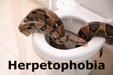Image of Brown boa constrictor on toilet bowl in bathroom. Herpetophobia concept