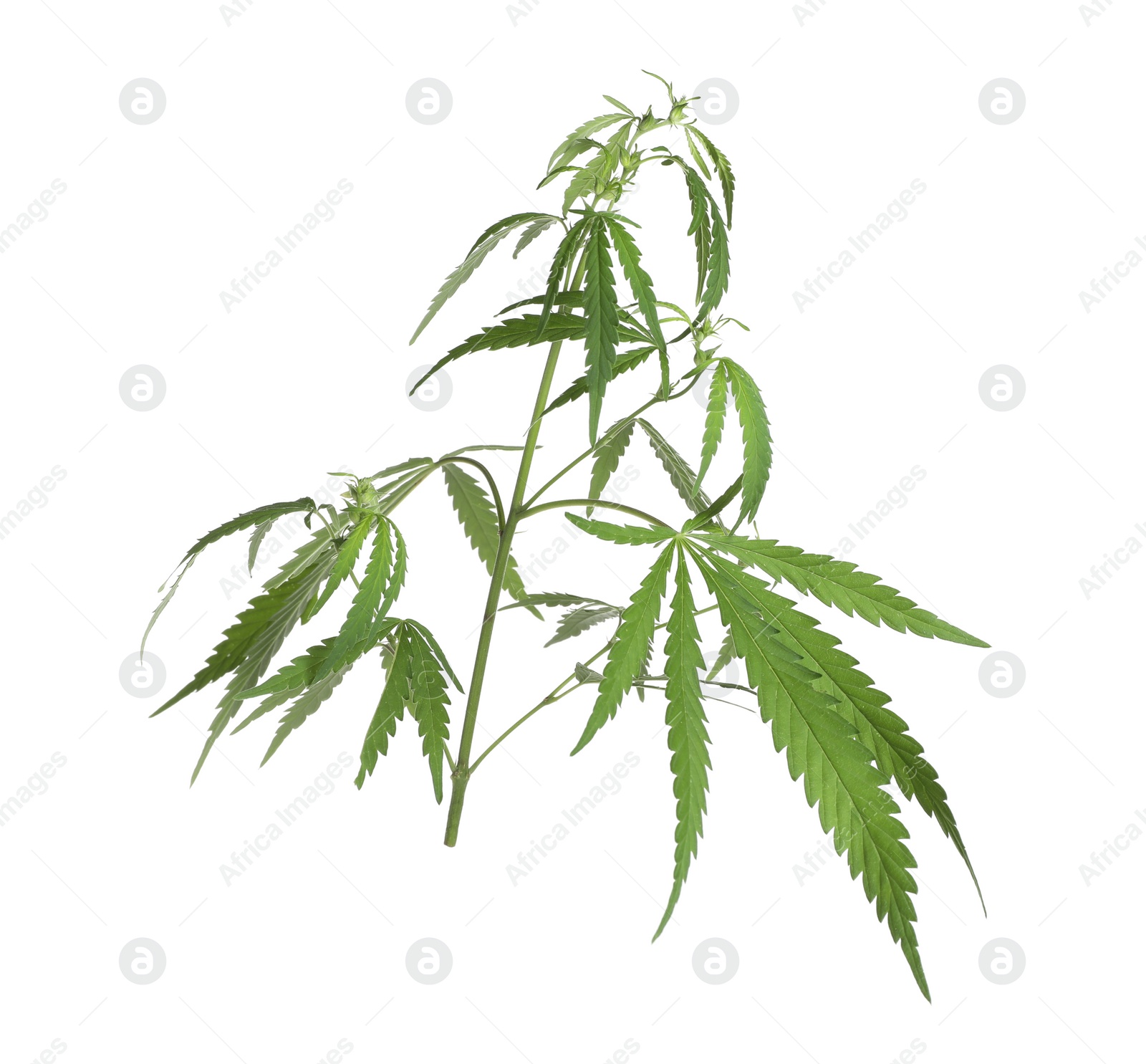 Photo of Lush green hemp plant isolated on white