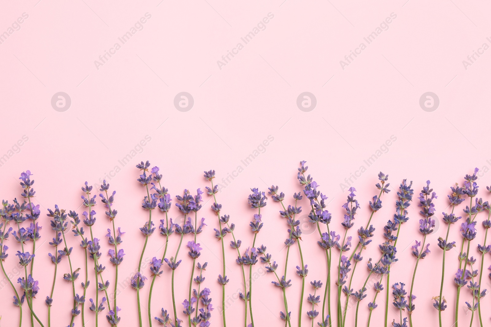 Photo of Beautiful lavender flowers on pink background, flat lay. Space for text