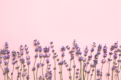 Beautiful lavender flowers on pink background, flat lay. Space for text