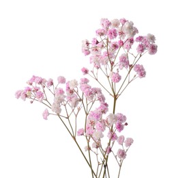 Photo of Beautiful colorful gypsophila flowers on white background