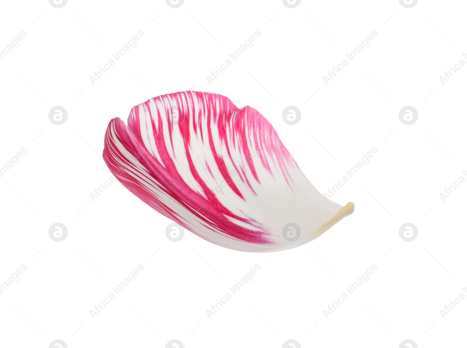 Photo of Beautiful fresh tulip petal isolated on white