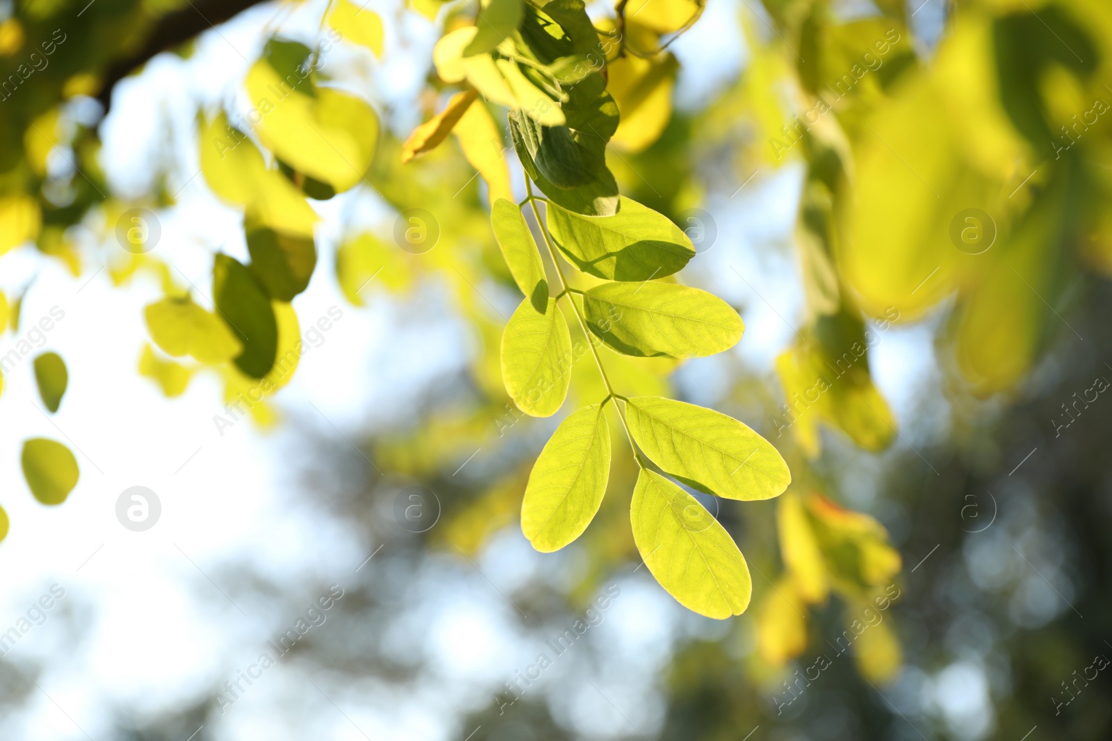 Photo of Beautiful tree branch with green leaves outdoors