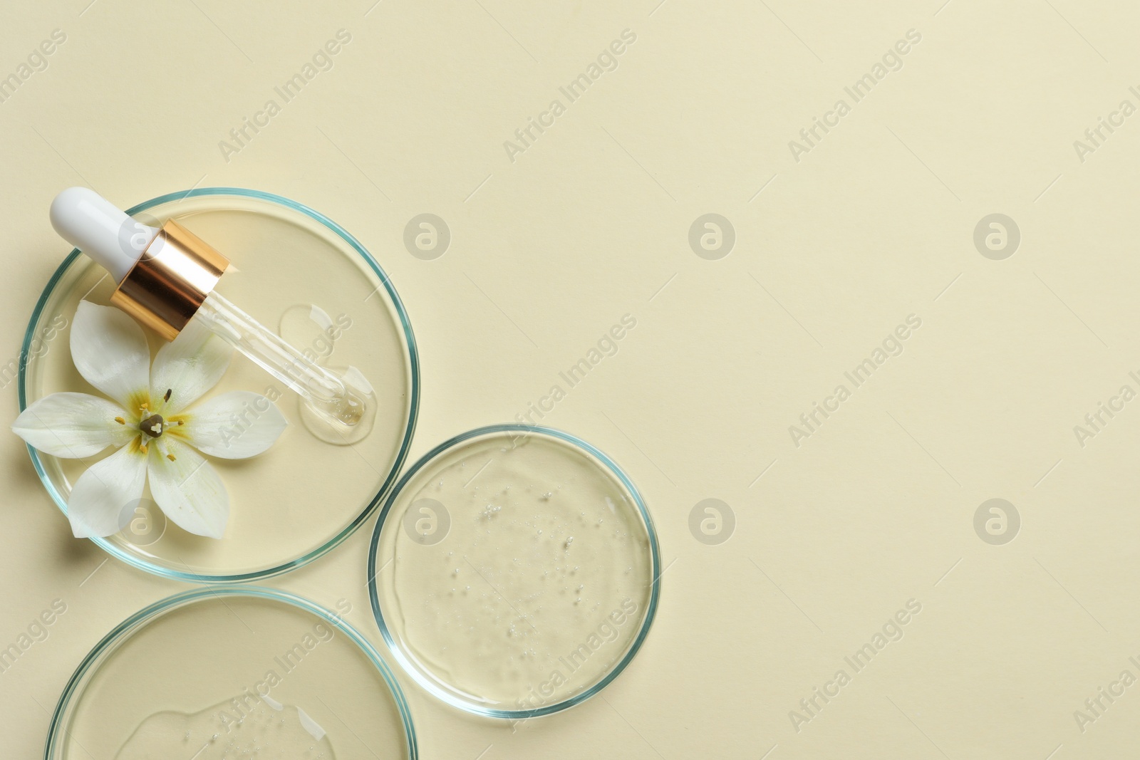 Photo of Petri dishes with samples of cosmetic oil, pipette and beautiful flower on beige background, flat lay. Space for text