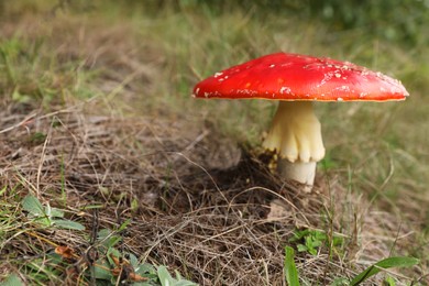 Photo of Fresh wild mushroom growing outdoors, closeup. Space for text