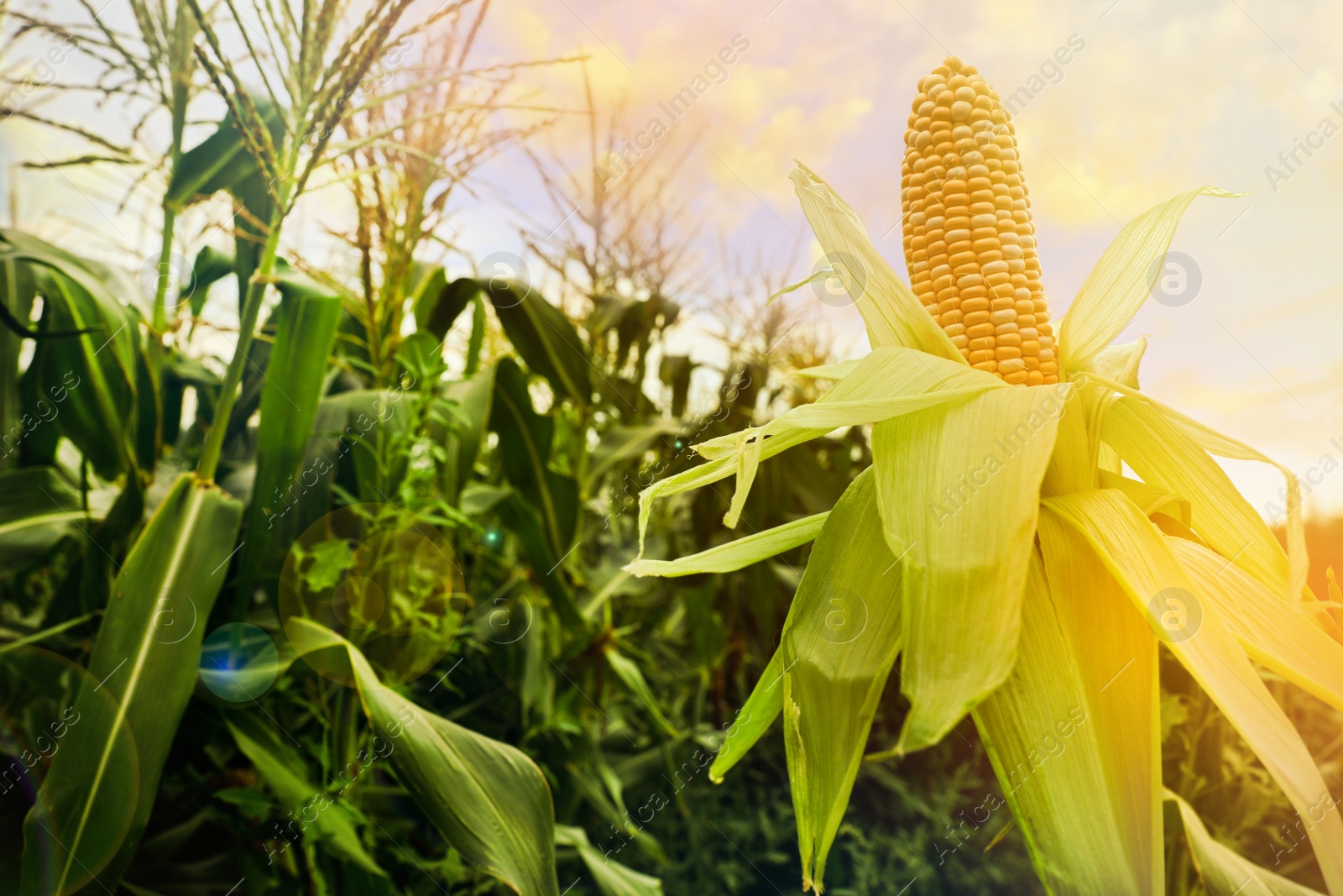 Image of Ripe corn cob near sunlit field under beautiful sky with clouds