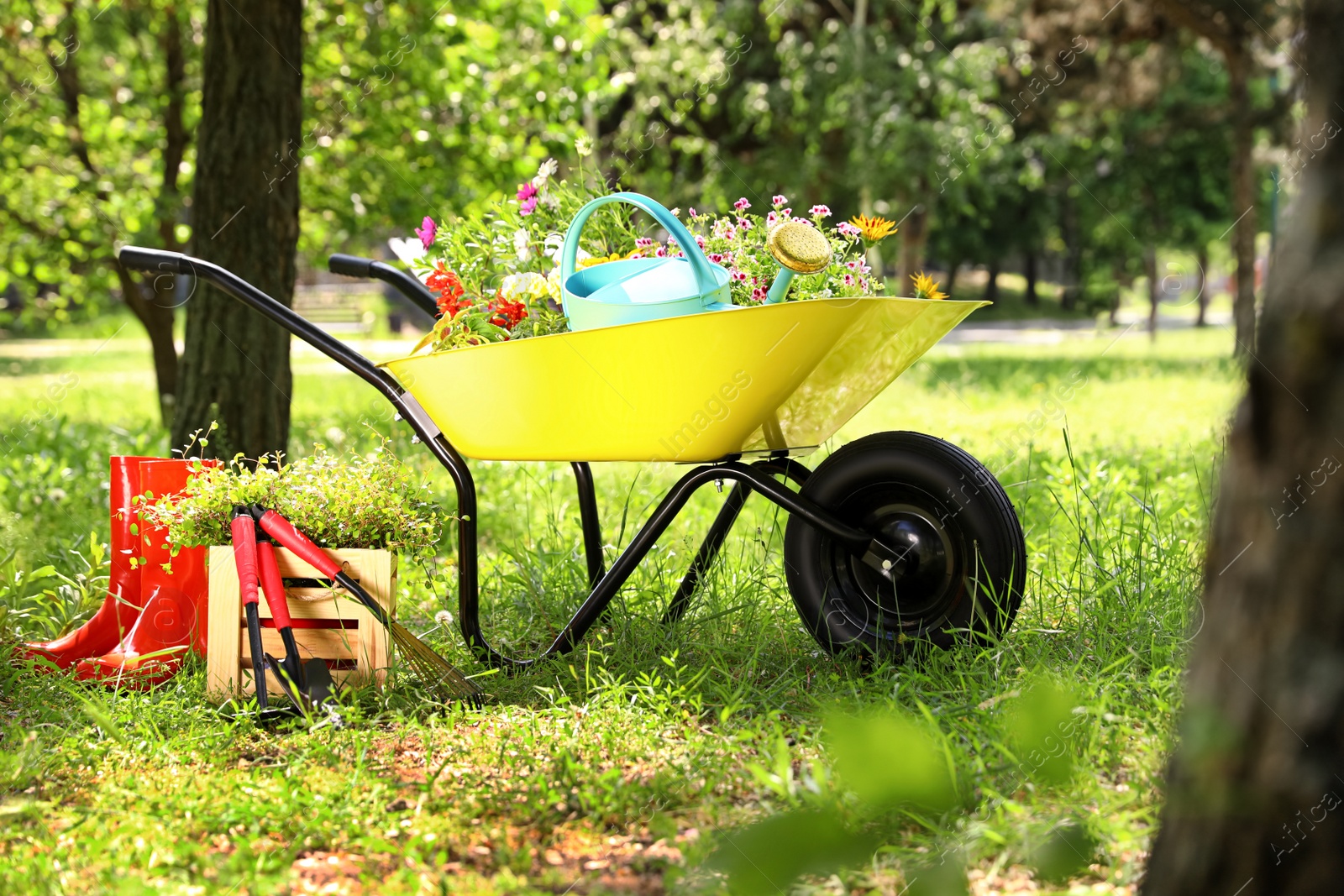 Photo of Wheelbarrow with gardening tools and flowers on grass outside