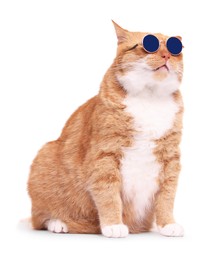 Cute ginger cat in stylish sunglasses on white background