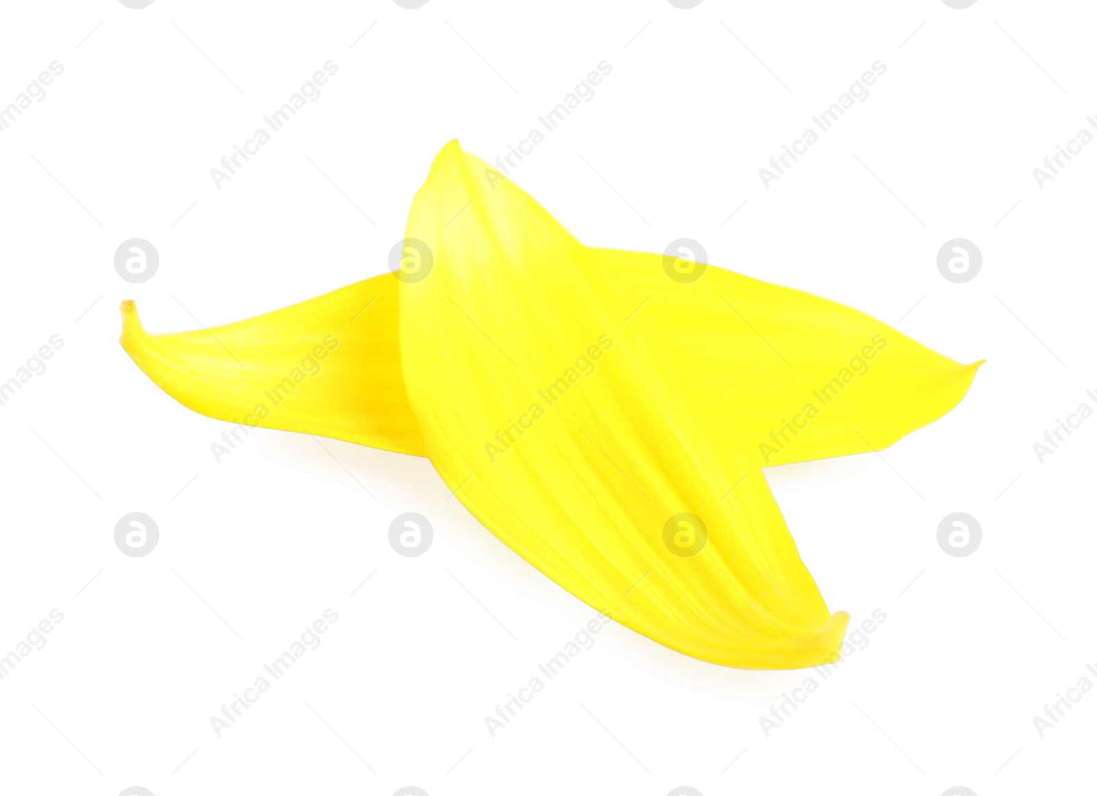 Photo of Fresh yellow sunflower petals isolated on white