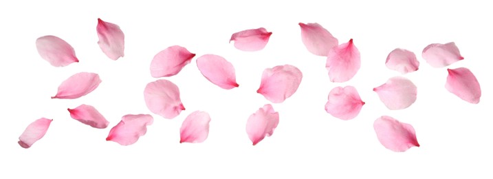 Photo of Beautiful sakura flower petals on white background