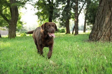 Cute Chocolate Labrador Retriever in green summer park