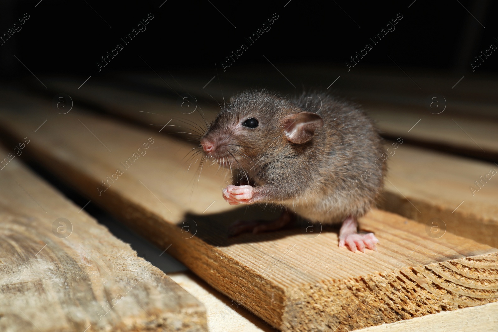 Photo of Grey rat on wooden planks. Pest control