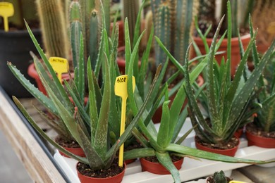 Pots with beautiful aloe vera plants on table