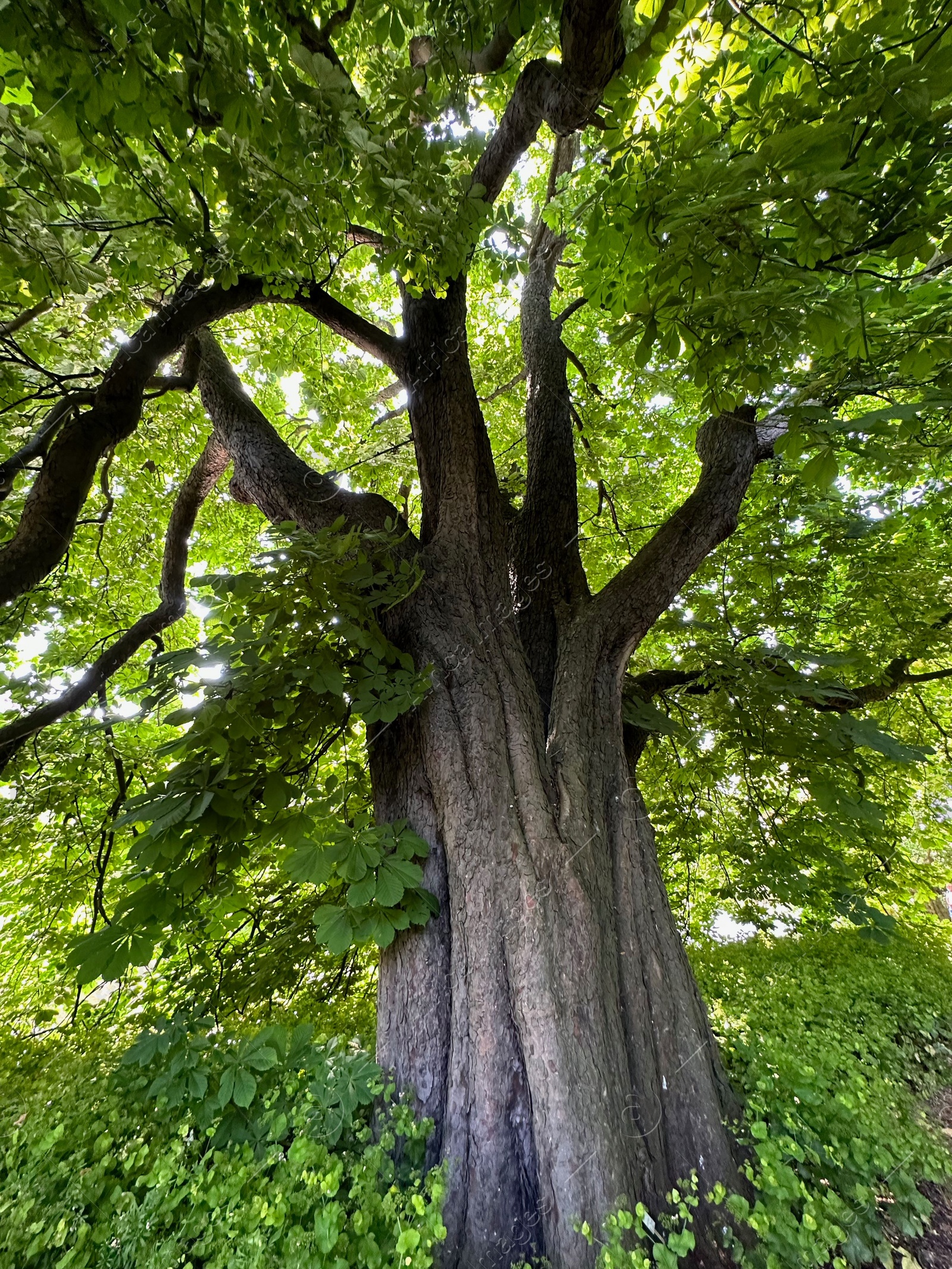 Photo of Beautiful chestnut tree with lush green leaves growing outdoors, low angle view