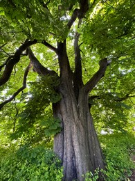 Beautiful chestnut tree with lush green leaves growing outdoors, low angle view