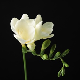 Photo of Beautiful freesia with fragrant flowers on black background