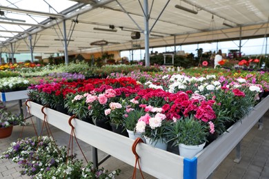 Photo of Different beautiful blooming carnation plants on table in garden center