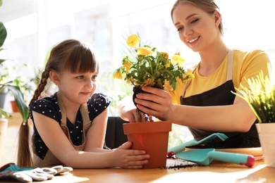 Photo of Mother and daughter taking care of home plants at table indoors