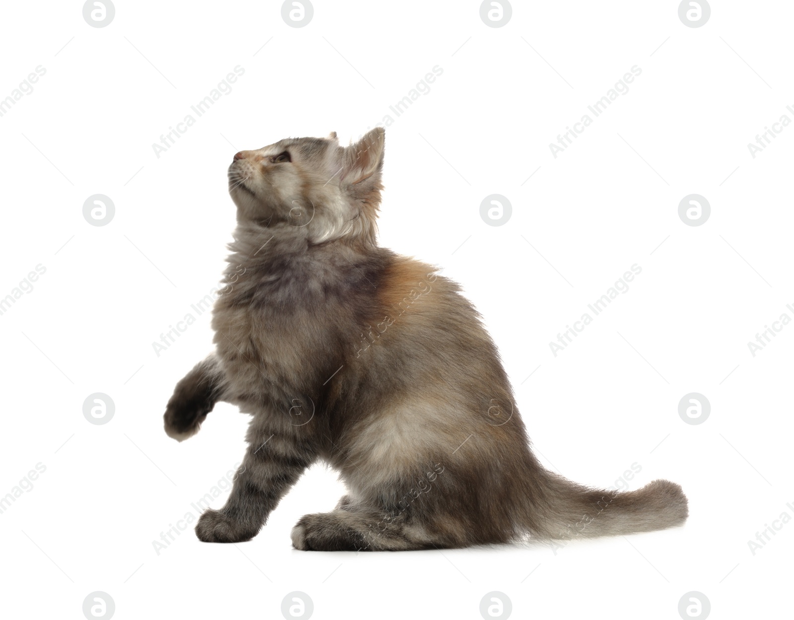 Photo of Cute fluffy kitten on white background. Baby animal