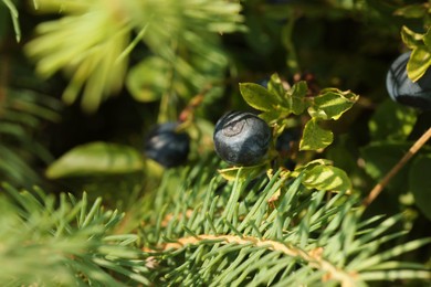 Ripe bilberries growing in forest, closeup. Space for text