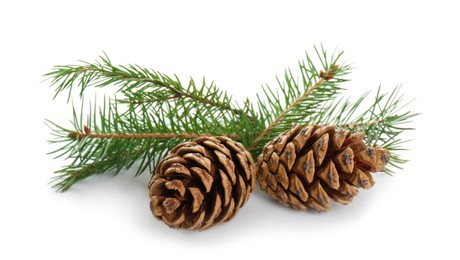 Photo of Beautiful fir tree branches with pinecones on white background