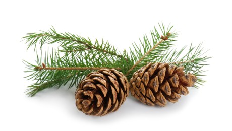 Beautiful fir tree branches with pinecones on white background