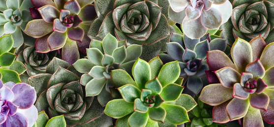 Many beautiful succulent plants as background, top view. Banner design