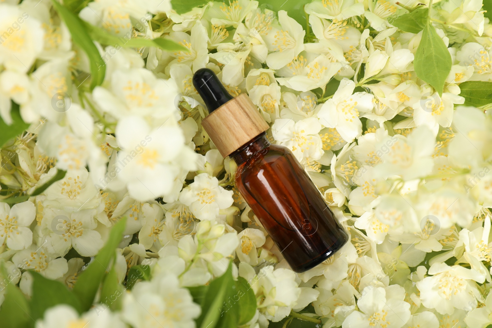 Photo of Essential oil in bottle on beautiful jasmine flowers, top view