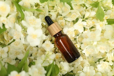 Essential oil in bottle on beautiful jasmine flowers, top view