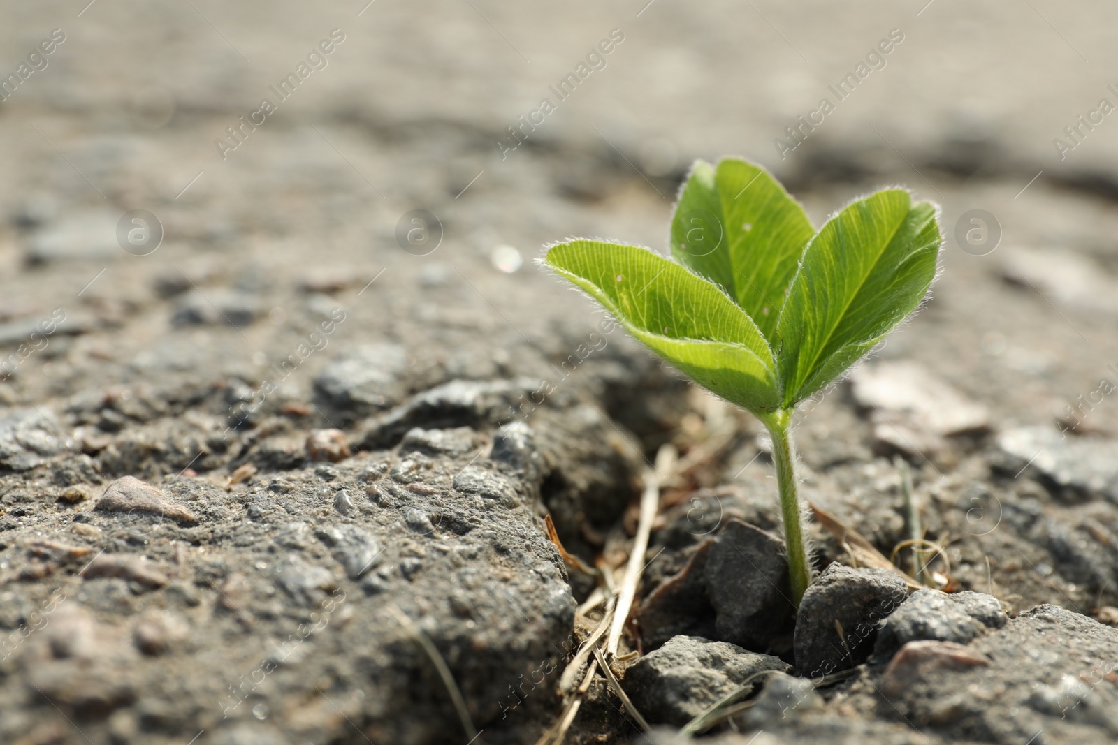 Photo of Green seedling growing in dry soil, space for text. Hope concept