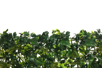 Green artificial plants with lush leaves isolated on white